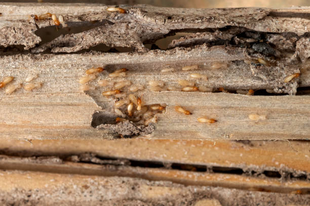 Pest Prevention Services in Dale, IN